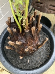 Dicksonia Antartica - does this look ok?