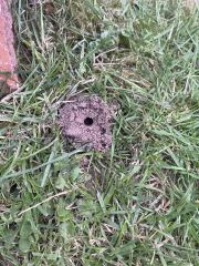 Small holes appearing in lawn overnight