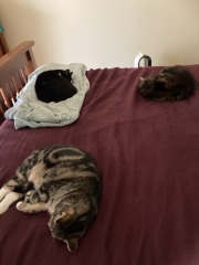 Carry On Catting - the Excellent Cats do what they do best