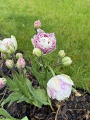 Tulip bulbs - plant BEFORE or AFTER the first frost?