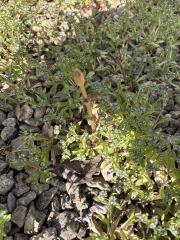 What is this growing in garden?