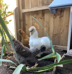 The Great Cancer Recovery part 5