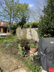 In a pickle about a pear tree - help!