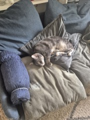 What has your cat done to annoy you today?