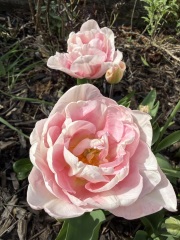 Tulip bulbs - plant BEFORE or AFTER the first frost?