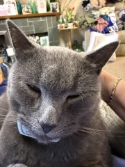 Carry On Catting - the Excellent Cats do what they do best