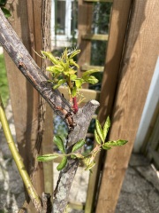 What is eating my poor rose?