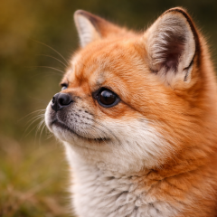 Would you like to see foxes domesticated?