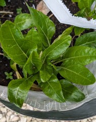 Year round Nigel Slater discussion thread - Part 3