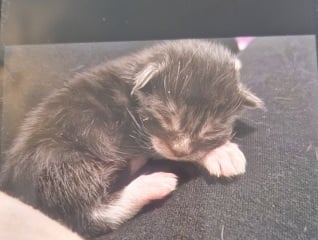 My cat had kittens   pictures included.