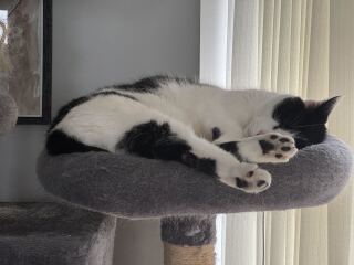 Carry On Catting - the Excellent Cats do what they do best