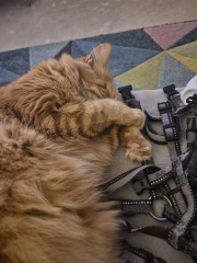 Happy 3rd birthday to Orange brainless cat!