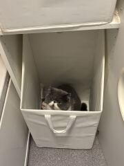 Pampered, Persian, Princess Penelope