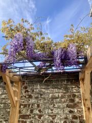 How's your wisteria doing? Or what are you proud of in the garden today?