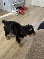 Is there a new puppy survival thread?