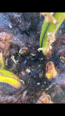 Dicksonia Antartica - does this look ok?