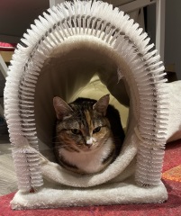 Carry On Catting - the Excellent Cats do what they do best