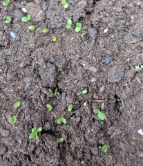 Year round Nigel Slater discussion thread - Part 3