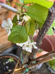 What have you done in the garden today? Part 8