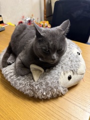 Carry On Catting - the Excellent Cats do what they do best