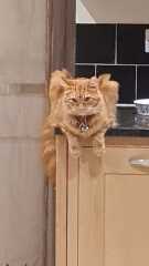 Happy 3rd birthday to Orange brainless cat!