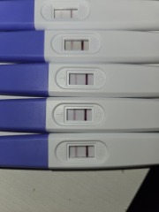 Do these pregnancy test lines look promising at 12 DPO?