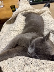 Carry On Catting - the Excellent Cats do what they do best