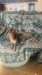 For pulling over briefly to watch a Hare?