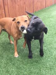 Anyone else haunted by how their previous dog died and panic with their new dog…