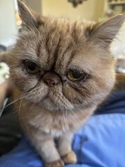 Can’t believe it’s two years since Cheddar died.