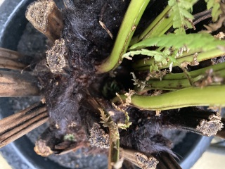 Dicksonia Antartica - does this look ok?