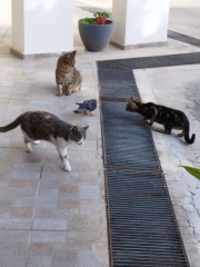 Please tell me you also have cats that completely fail at catting 🙀