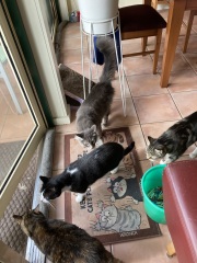 Please tell me you also have cats that completely fail at catting 🙀