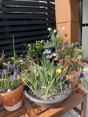 Spring has sprung. Bulb watch