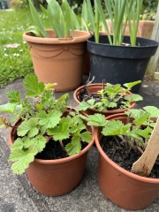 What have you done in the garden today? Part 8