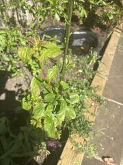 Is this a plum tree?