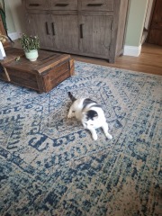 Carry On Catting - the Excellent Cats do what they do best