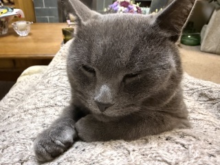 Carry On Catting - the Excellent Cats do what they do best