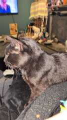 Carry On Catting - the Excellent Cats do what they do best