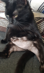 No More Dreamies For My Cat