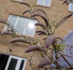 My wisteria has flowers coming!!!
