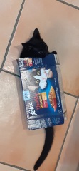 Who wants to wait whilst my kittens are born!