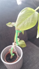 Bean plant leaves damaged after being outside, how can I help it?