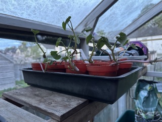 Year Round Nigel Slater discussion thread - Part 4