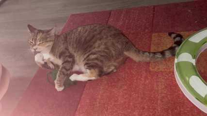 Carry On Catting - the Excellent Cats do what they do best