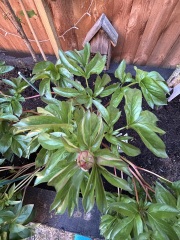 What have you done in the garden today? Part 8