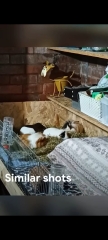Rabbits or Guinea pigs