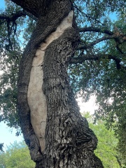 Thread 19 - TalkLair: "The light that burns twice as bright burns half as long"