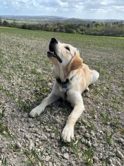 Retained puppy teeth