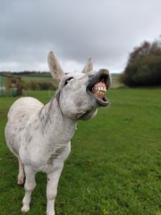 Does Anyone Own A Donkey?